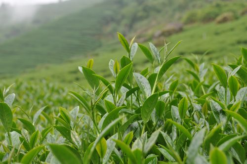 网上买茶靠谱吗？怎样才能在网上买到好茶？看完涨知识了